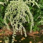 Artemisia lactiflora Flower