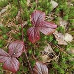 Rubus hispidus Yaprak