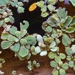 Pistia stratiotes Leaf