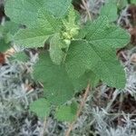 Lavatera bryoniifolia Leaf