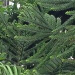 Araucaria laubenfelsii Hábito