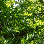 Corylus cornuta Leaf