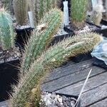 Bergerocactus emoryi Hábito