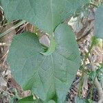 Sechium edule Φύλλο
