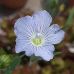 Linum pratense Flower