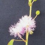 Mimosa debilis Autre