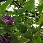 Iochroma cyaneum Blomma