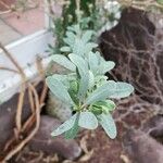 Idria columnaris Hoja