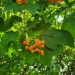 Viburnum trilobumFrutto