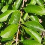 Duranta erecta Likasa