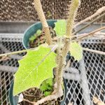 Solanum lasiocarpum