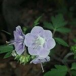 Phacelia bipinnatifida Flower