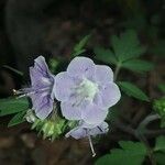 Phacelia bipinnatifida Flor