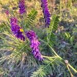 Vicia incana 花