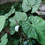 Anthurium faustomirandae Yaprak