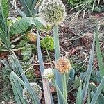 Allium fistulosum Kvet