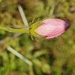 Hibiscus meyeri Flower