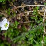 Arenaria balearica Flower