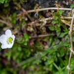 Arenaria balearica Blüte