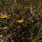 Leontodon crispus Habit