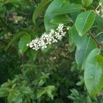 Prunus serotina Blomst