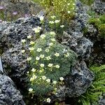 Saxifraga squarrosa Altul/Alta