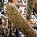 Haageocereus decumbens List
