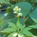 Cyclanthera pedata Kvet
