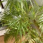 Dypsis lutescens Лист