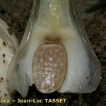 Isoetes setacea Mosusu