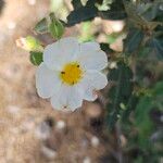 Cistus populifolius Blodyn