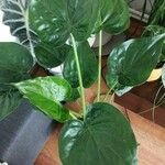 Alocasia cucullata Lehti