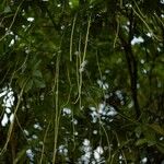 Barringtonia acutangula Kvet