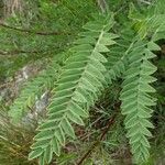 Astragalus alopecurus Blatt