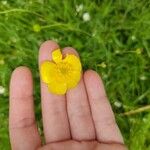 Ranunculus acris Квітка