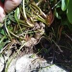 Crepis vesicaria 樹皮
