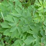 Thalictrum aquilegiifolium Leaf
