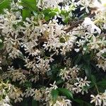 Trachelospermum jasminoides Fleur