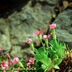 Androsace ciliata Mosusu