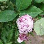 Rosa gallica Kwiat
