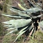 Agave palmeri Агульны выгляд