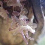 Rhipidoglossum rutilum Flower