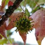 Liquidambar styraciflua Mbuma