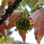 Liquidambar styraciflua Vaisius