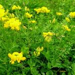 Lotus corniculatus 花