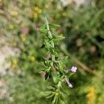 Micromeria graeca Leaf