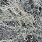 Artemisia californica Folha