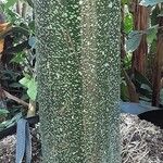 Amorphophallus titanum Bark