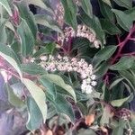 Prunus lusitanica 花