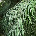 Podocarpus henkelii ᱛᱟᱦᱮᱸ